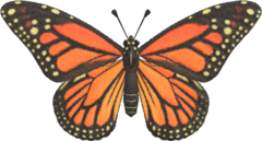 Monarch Butterfly - Animal Crossing Wiki - Nookipedia