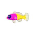 Bicolor Dottyback PC Icon.png