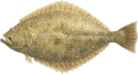 Artwork of olive flounder