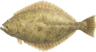 Olive flounder