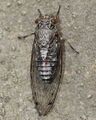 Walker Cicada real.jpg