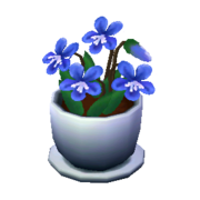 Blue Violets NL Model.png