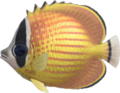 Butterfly Fish NH.png