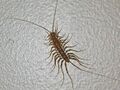 House Centipede Real.jpg