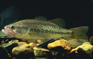 Nice bass on ol faithful! #showusyourfish #humdinger