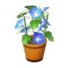 Morning Glory