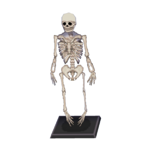 Skeleton CF Model.png