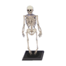 Skeleton CF Model.png