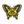 Tiger Butterfly NL Icon.png