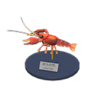 crawfish model