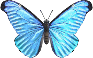 Emperor Butterfly NH.png