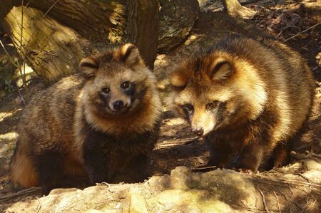 Raccoon - Animal Crossing Wiki - Nookipedia
