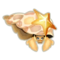 Gold Glass Hermit Crab PC Icon.png