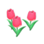 pink-tulip plant