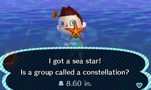 Caught Sea Star NL.jpg