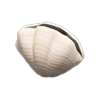 shell lamp