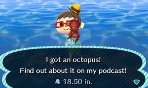 Caught Octopus NL.jpg