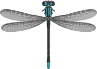 Artwork of damselfly