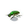 drone beetle model