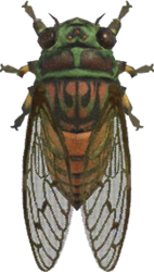 Artwork of evening cicada
