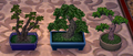 NL Pine Tree Set.png
