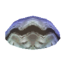 white scallop