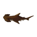 Hammerhead Shark CF Model.png