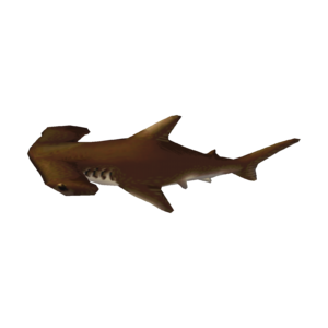 Hammerhead Shark CF Model.png