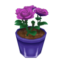 purple roses