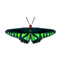 Raja B. Butterfly NL Model.png
