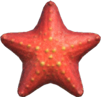 Artwork of Sea Star