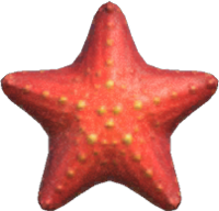 Artwork of sea star