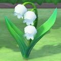 NH Lily of the Valley.jpg