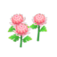 pink-mum plant