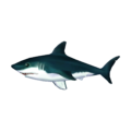 Shark CF Model.png