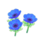 blue-windflower plant