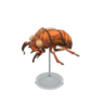 cicada shell model