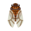empress cicada