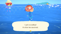 NH Caught Scallop 2 Free Summer Update.png