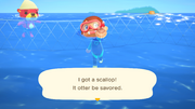 NH Caught Scallop 2 Free Summer Update.png