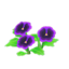 purple-pansy plant