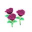 purple-rose plant