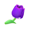 purple tulips