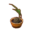 Coconut Palm PC Icon.png