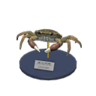 mitten crab model