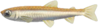 Artwork of Pond Smelt