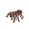 tarantula model