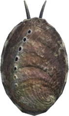 Abalone - Animal Crossing Wiki - Nookipedia