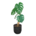 Monstera (New Horizons) - Animal Crossing Wiki - Nookipedia