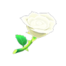white roses
